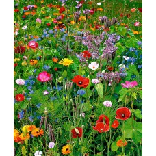 Organic Bee Meadow Annual Mix 200g